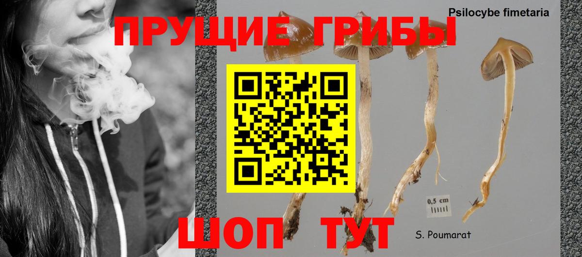 Псилоцибиновые грибы прущие грибы  Вход с VPN  Псилоцибиновые грибы Psilocybine cubensis  Новоалександровск 